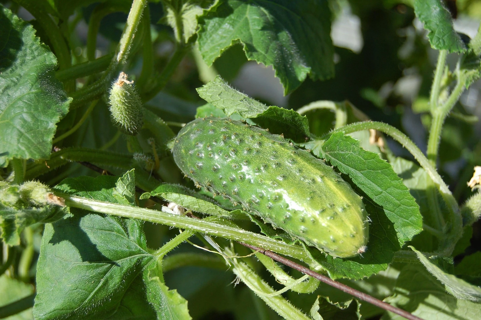 lato