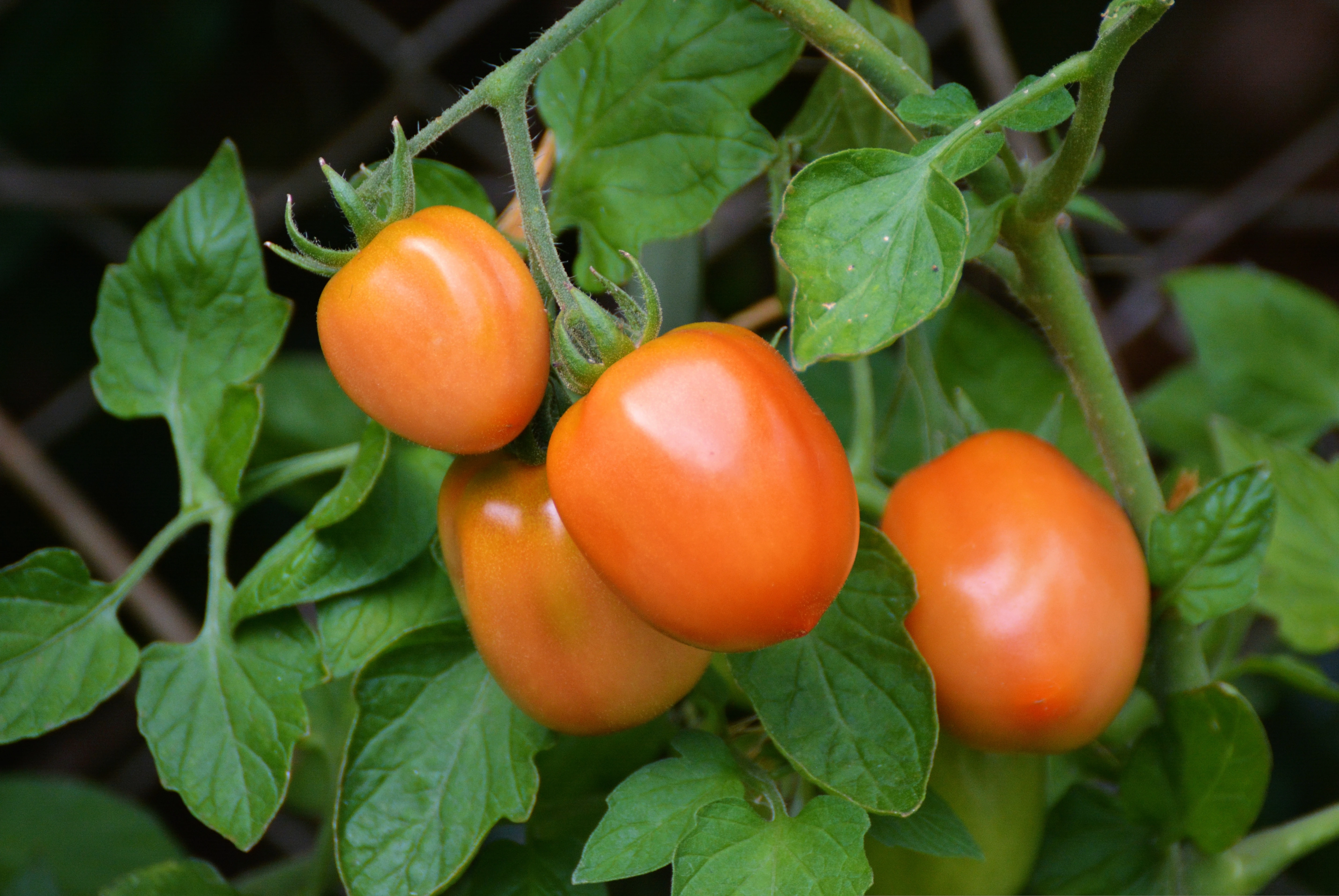 pomidor