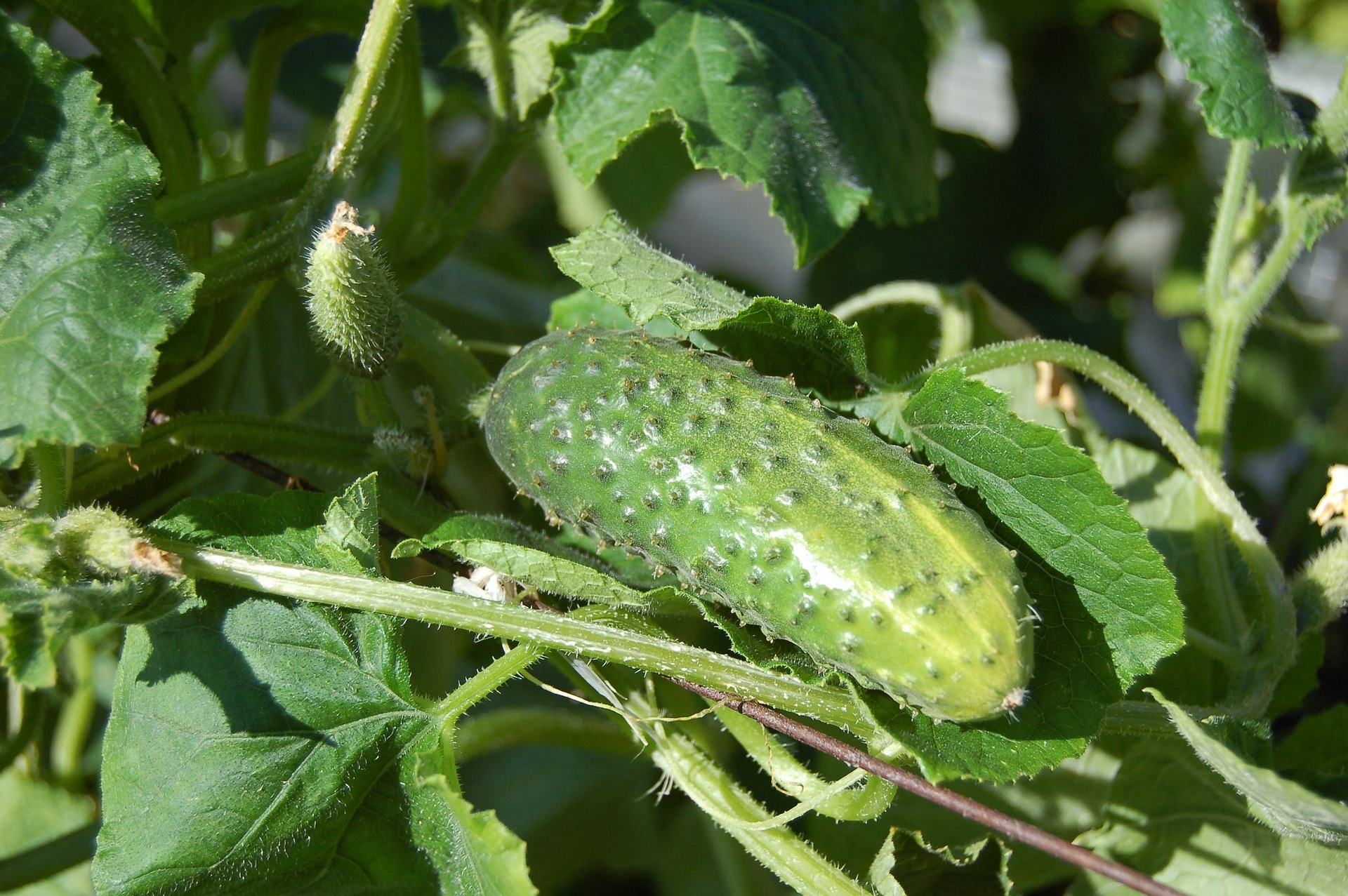 lato