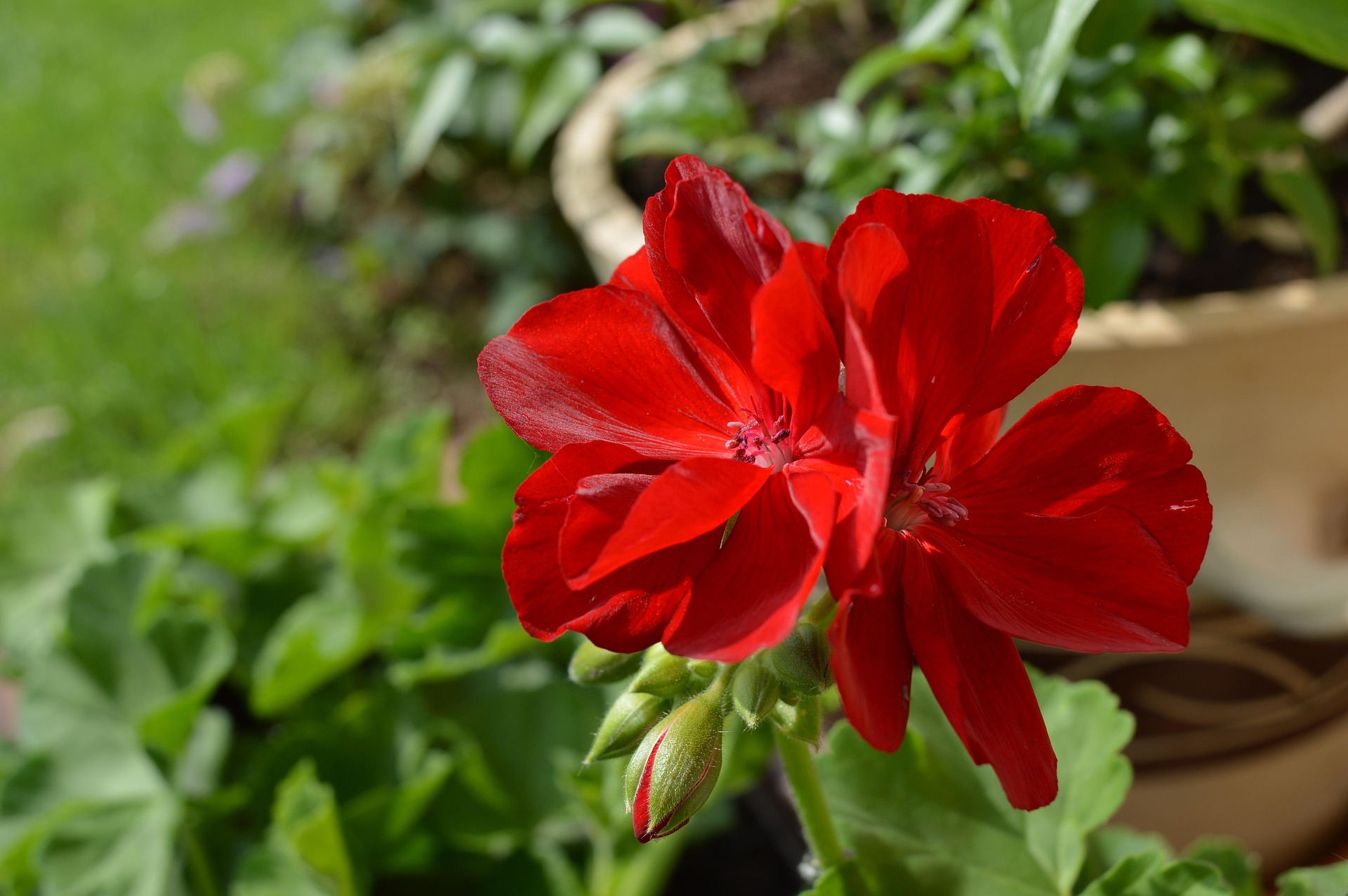 pelargonie