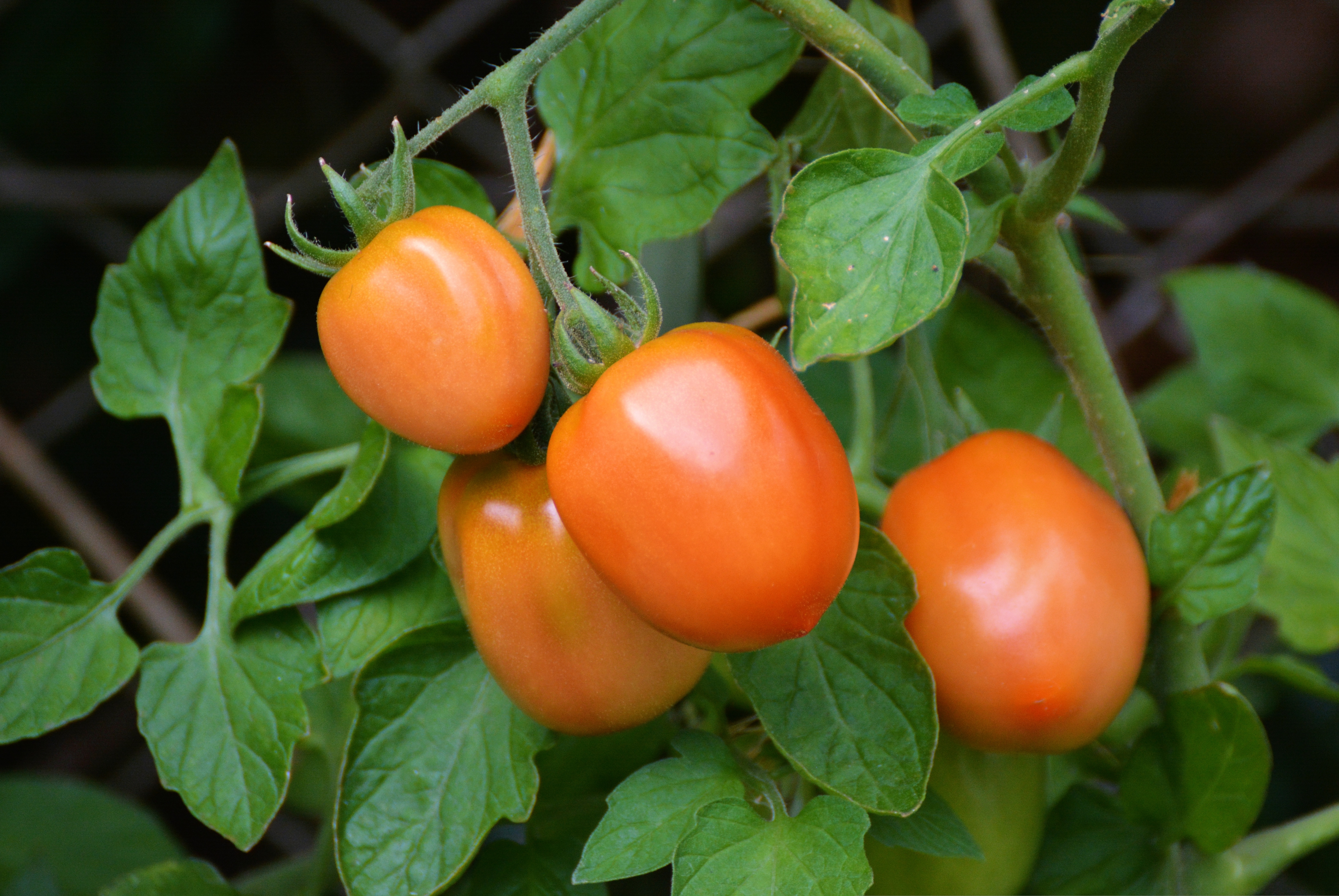 pomidor